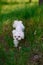 White maltese dog in the grass outdoors