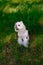 White maltese dog in the grass outdoors