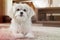 White maltese dog lies on carpet