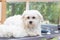 White Maltese dog is lying on the grooming table