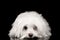 White Maltese Dog Lying, sad eyes Looking in Camera isolated