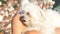 White Maltese Dog Pet Sitting in Female Lap, Close Up