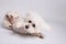 White Maltese dog on photosesion in studio