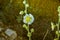 White Malva flower