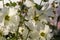 White Malva flower close up, Hollyhock Alcea