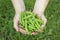 White man`s hands are holding a handful of fresh picked green pea pods. Good green pea crop