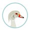 White mandarin duck head vector illustration