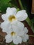 White mandevilla bella flower chilean jasmine family apocynaceae