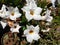 White Mandevilla laxa flowers