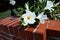 White Mandevilla Sanderi Flower