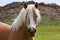 White mane on wild mustang horse