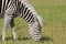 White Mane Zebra, Zimbabwe, Hwange National Park