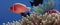 White-maned anemonefish is hiding ia anemone
