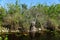 A white mangrove tree by the swamp near Everglades, Florida, U.S.A