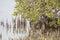 White mangrove trees in a tropical lagoon