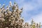 White manuka tree flowers against blue sky with copy space above