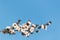 White manuka tree flowers in bloom isolated on blue background