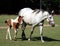 White mare and foal