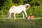 White mare and foal on the meadow