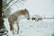 White mare in the foreground with wet fur and mane standing under the tree and watches two grazing horses in the background