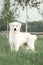white Maremma stay on field. country on background