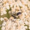White-Margined Burrower Bugs Macro
