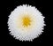 White marguerite daisy flower isolated on black background.