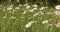 White marguerite or daisy flower on meadow in spring breeze
