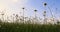 White marguerite or daisy flower on meadow in spring breeze