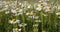 White marguerite or daisy flower on meadow in spring breeze