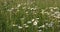 White marguerite or daisy flower on meadow in spring breeze