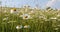 White marguerite or daisy flower on meadow in spring breeze