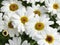 White marguerite daisy flowers