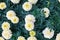 White marigold flowers on green foliage blurred background close up top view, beautiful blooming tagetes flowers, african marigold