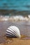 White marine shell on the sand