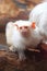 White marmoset