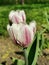 A white maroon-veined tulip among green leaves.The festival of tulips on Elagin Island in St. Petersburg