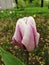 A white maroon-veined tulip among green leaves.The festival of tulips on Elagin Island in St. Petersburg