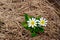 White Marsh Marigold in Grassy Wet Land.