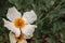 White Matilija poppy, Romneya trichocalyx, flower