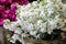 White Matthiola incana Francesca flowers in the garden shop