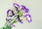White with mauve violet margins Lisianthus Eustoma grandiflorum