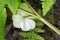 White mayapple wildflower blossom pennsylvania