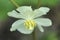 White mayapple wildflower blossom pennsylvania