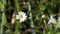 White meadow flower on a blurred background of grass.