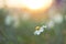 White Meadow Flower in Field with Sunrise Soft Focus For Backgr