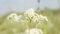 White meadow flower yarrow on natural background