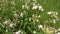 White meadow flowers close up