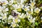 White meadowfoam Limnanthes alba blooming at North Table Mountain Ecological Reserve, Oroville, California