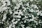 White meadowsweet flower texture